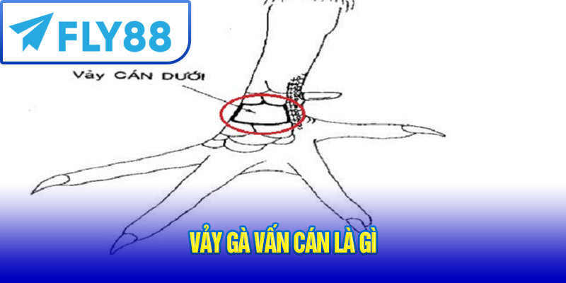 Vảy Gà Vấn Cán Là Gì? Cách Nhận Biết & Phân Loại Chuẩn 2025 2 Vảy gà vấn cán là gì